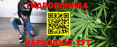 шишки Изобильный